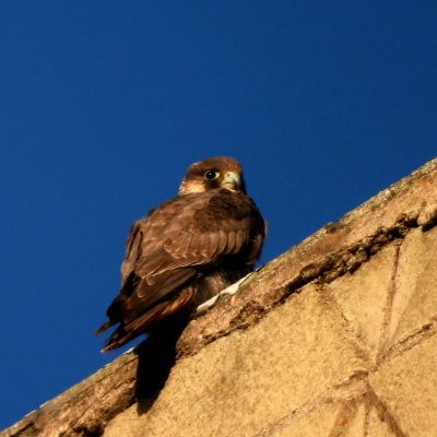 HALCON OSCAR POSADO EN UN EDIFICIO EN BURGOS 2023