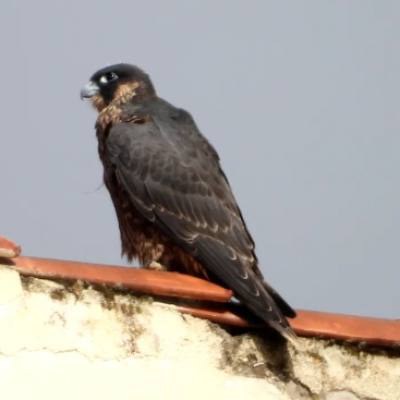 HALCON TERESA POSADA EN UN EDIFICIO DE BURGOS 2023