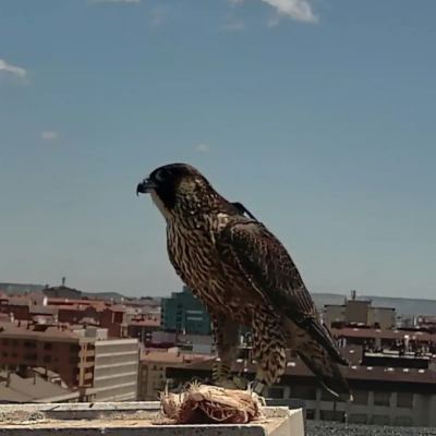 HALCON POLUX POSADO EN UN EDIFICIO PROXIMO AL MONASTERIO ALIMENTANDOSE 2023