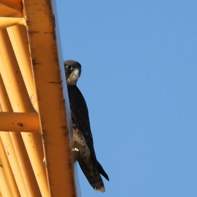 HALCON AMAYA POSADA EN UNA GRUA FRENTE AL MEH 2023